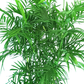 Bamboo Palm - Live Plant in a 3 Gallon Growers Pot - Chamaedorea Seifrizii - Great Privacy Hedge - Rare Palms from Florida