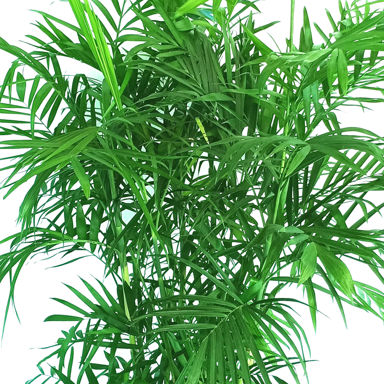 bamboo palm plant for sale near me Bamboo Palm - Live Plant in a 3 Gallon Growers Pot - Chamaedorea Seifrizii - Great Privacy Hedge