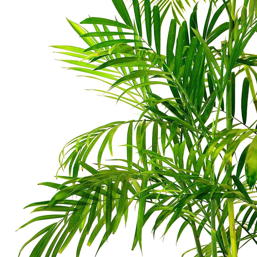 bamboo palm plant for sale Bamboo Palm - Live Plant in a 3 Gallon Growers Pot - Chamaedorea Seifrizii - Great Privacy Hedge