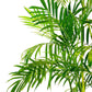 Bamboo Palm - Live Plant in a 3 Gallon Growers Pot - Chamaedorea Seifrizii - Great Privacy Hedge - Rare Palms from Florida