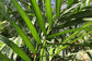 Bamboo Palm - Live Plant in an 4 Inch Growers Pot -Chamaedorea Seifrizii - Extremely Rare Palms from Florida