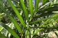 Bamboo Palm - Live Plant in a 3 Gallon Growers Pot - Chamaedorea Seifrizii - Great Privacy Hedge - Rare Palms from Florida