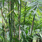 Bamboo Palm - Live Plant in an 4 Inch Growers Pot -Chamaedorea Seifrizii - Extremely Rare Palms from Florida