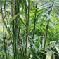 Bamboo Palm - Live Plant in a 3 Gallon Growers Pot - Chamaedorea Seifrizii - Great Privacy Hedge - Rare Palms from Florida