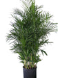 Bamboo Palm - Live Plant in a 3 Gallon Growers Pot - Chamaedorea Seifrizii - Great Privacy Hedge - Rare Palms from Florida