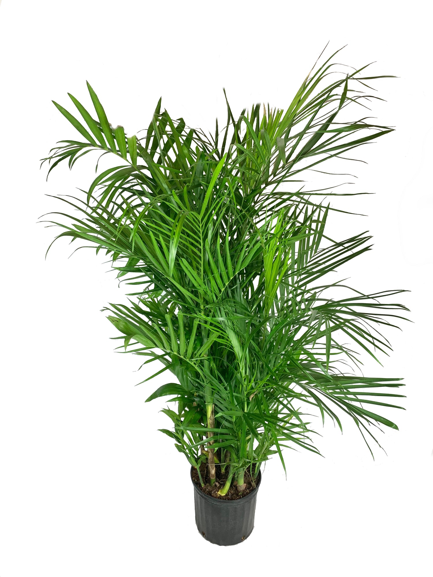 bamboo palm live plant Bamboo Palm - Live Plant in a 3 Gallon Growers Pot