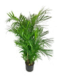 Bamboo Palm - Live Plant in a 3 Gallon Growers Pot - Chamaedorea Seifrizii - Great Privacy Hedge - Rare Palms from Florida