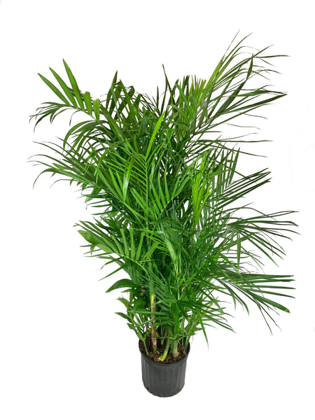 bamboo palm plant Bamboo Palm - Live Plant in a 3 Gallon Growers Pot - Chamaedorea Seifrizii - Great Privacy Hedge