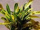 Croton Banana - Live Plant in a 4 Inch Pot - Codiaeum Variegatum &