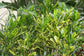 Croton Banana - Live Plant in a 4 Inch Pot - Codiaeum Variegatum &