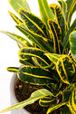 Croton Banana - Live Plant in a 4 Inch Pot - Codiaeum Variegatum &