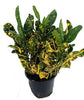 Croton Banana - Live Plant in a 4 Inch Pot - Codiaeum Variegatum &