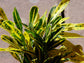 Croton Banana - Live Plant in an 8 Inch Pot - Codiaeum Variegatum &