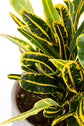 Croton Banana - Live Plant in a 6 Inch Pot - Codiaeum Variegatum &