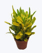 Croton Banana - Live Plant in an 8 Inch Pot - Codiaeum Variegatum &
