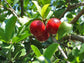 Barbados Cherry Tree - Live Plant in a 6 Inch Grower&