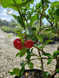 Barbados Cherry Tree - Live Plant in a 6 Inch Grower&