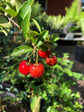 Barbados Cherry Tree - Live Plant in a 6 Inch Grower&