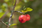 Barbados Cherry Tree - Live Plant in a 6 Inch Grower&