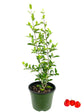 Barbados Cherry Tree - Live Plant in a 6 Inch Grower&