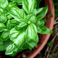Basil Plant - Live Plant in a 4 Inch Pot - Ocimum Basilicum - Grower&