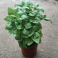 Basil Plant - Live Plant in a 4 Inch Pot - Ocimum Basilicum - Grower&