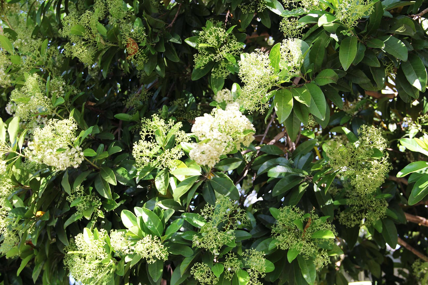 Bay Rum Tree - Live Tree in a 3 Gallon Pot - Pimenta Racemosa - Edible ...