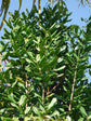 Bay Rum Tree - Live Tree in a 3 Gallon Pot - Pimenta Racemosa - Edible Spice Tree for Patio and Garden