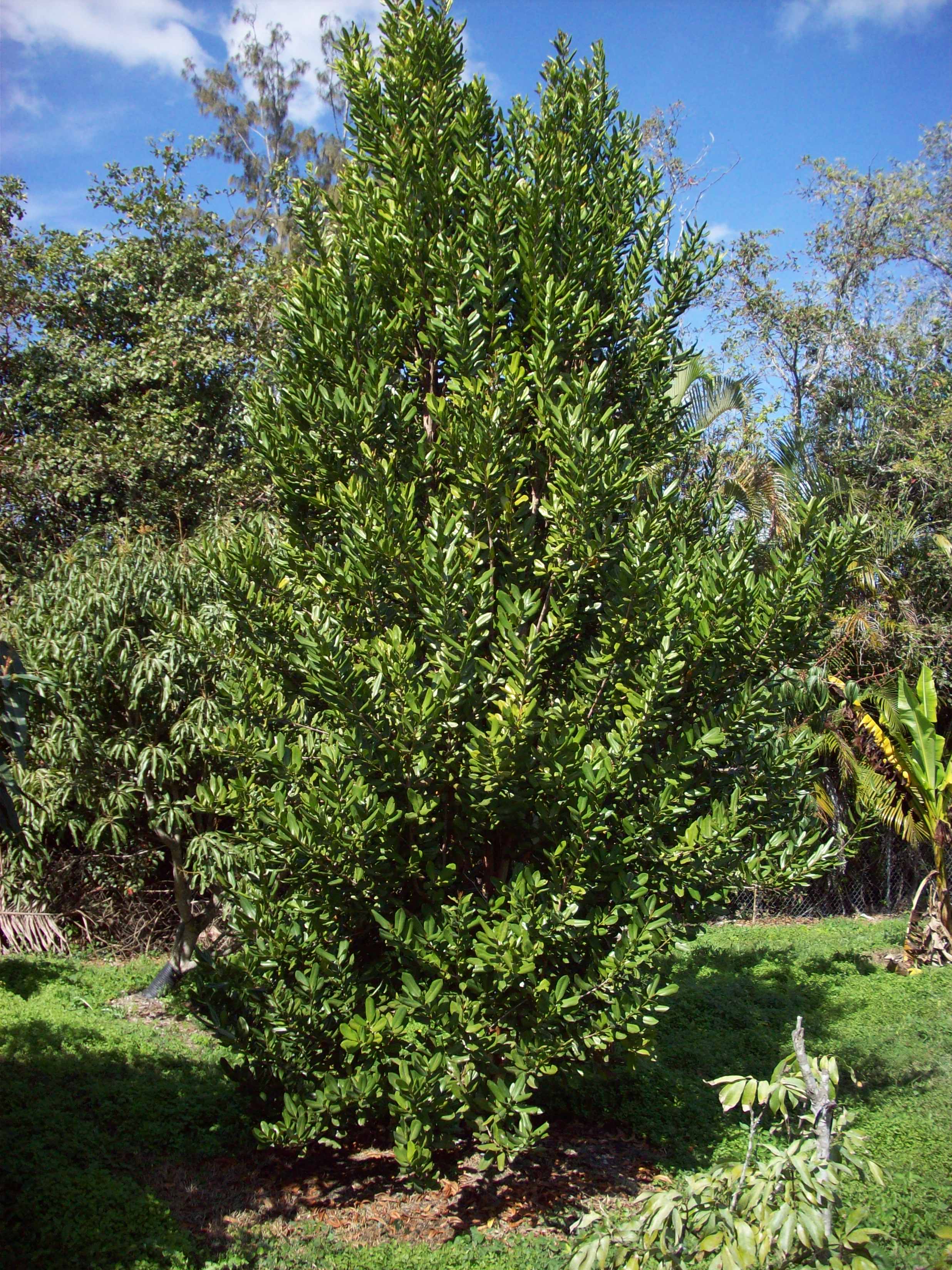 Bay Rum Tree - Live Tree in a 3 Gallon Pot - Pimenta Racemosa - Edible ...