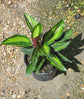 Calathea Beauty Star - Live Plant in a 6 Inch Pot - Calathea Ornata Beauty - Beautiful Easy to Grow Air Purifying Indoor Plant