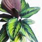 Calathea Beauty Star - Live Plant in a 6 Inch Pot - Calathea Ornata Beauty - Beautiful Easy to Grow Air Purifying Indoor Plant