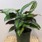 Calathea Beauty Star - Live Plant in a 6 Inch Pot - Calathea Ornata Beauty - Beautiful Easy to Grow Air Purifying Indoor Plant
