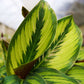 Calathea Beauty Star - Live Plant in a 6 Inch Pot - Calathea Ornata Beauty - Beautiful Easy to Grow Air Purifying Indoor Plant