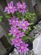 Bees Jubilee Clematis Vine - Live Plant in a 4 Inch Growers Pot - Clematis &