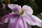 Bees Jubilee Clematis Vine - Live Plant in a 4 Inch Growers Pot - Clematis &