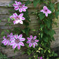 Bees Jubilee Clematis Vine - Live Plant in a 4 Inch Growers Pot - Clematis &