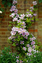 Bees Jubilee Clematis Vine - Live Plant in a 4 Inch Growers Pot - Clematis &