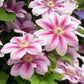 Bees Jubilee Clematis Vine - Live Plant in a 4 Inch Growers Pot - Clematis &