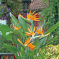 Giant White Bird of Paradise - Live Plant in a 6 Inch Pot - Strelitzia Nicolai - Stunning Tropical Evergreen Plant