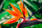 Giant White Bird of Paradise - Live Plant in a 6 Inch Pot - Strelitzia Nicolai - Stunning Tropical Evergreen Plant