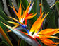Giant White Bird of Paradise - Live Plant in a 6 Inch Pot - Strelitzia Nicolai - Stunning Tropical Evergreen Plant
