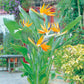 Giant White Bird of Paradise - Live Plant in a 6 Inch Pot - Strelitzia Nicolai - Stunning Tropical Evergreen Plant