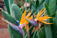 Giant White Bird of Paradise - Live Plant in a 6 Inch Pot - Strelitzia Nicolai - Stunning Tropical Evergreen Plant