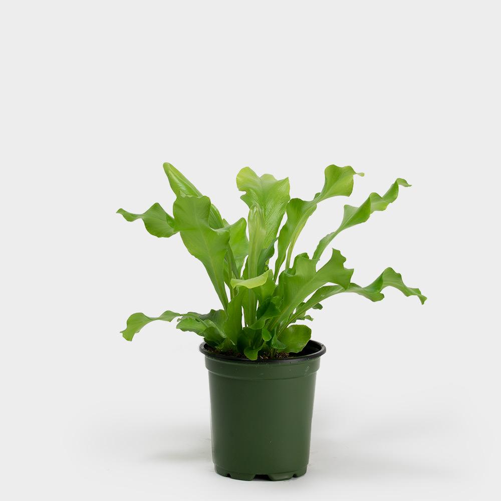 bird's nest fern hanging Japanese Bird's Nest Fern Hanging Basket