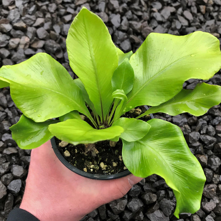 aspenium victoria birds nest fern Victoria Japanese Birdsnest Fern - Live Plant in a 4 Inch Pot - Asplenium Nidus antiquum 'Victoria'
