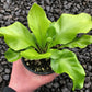 Victoria Japanese Birdsnest Fern - Live Plant in a 4 Inch Pot - Asplenium Nidus (antiquum) &