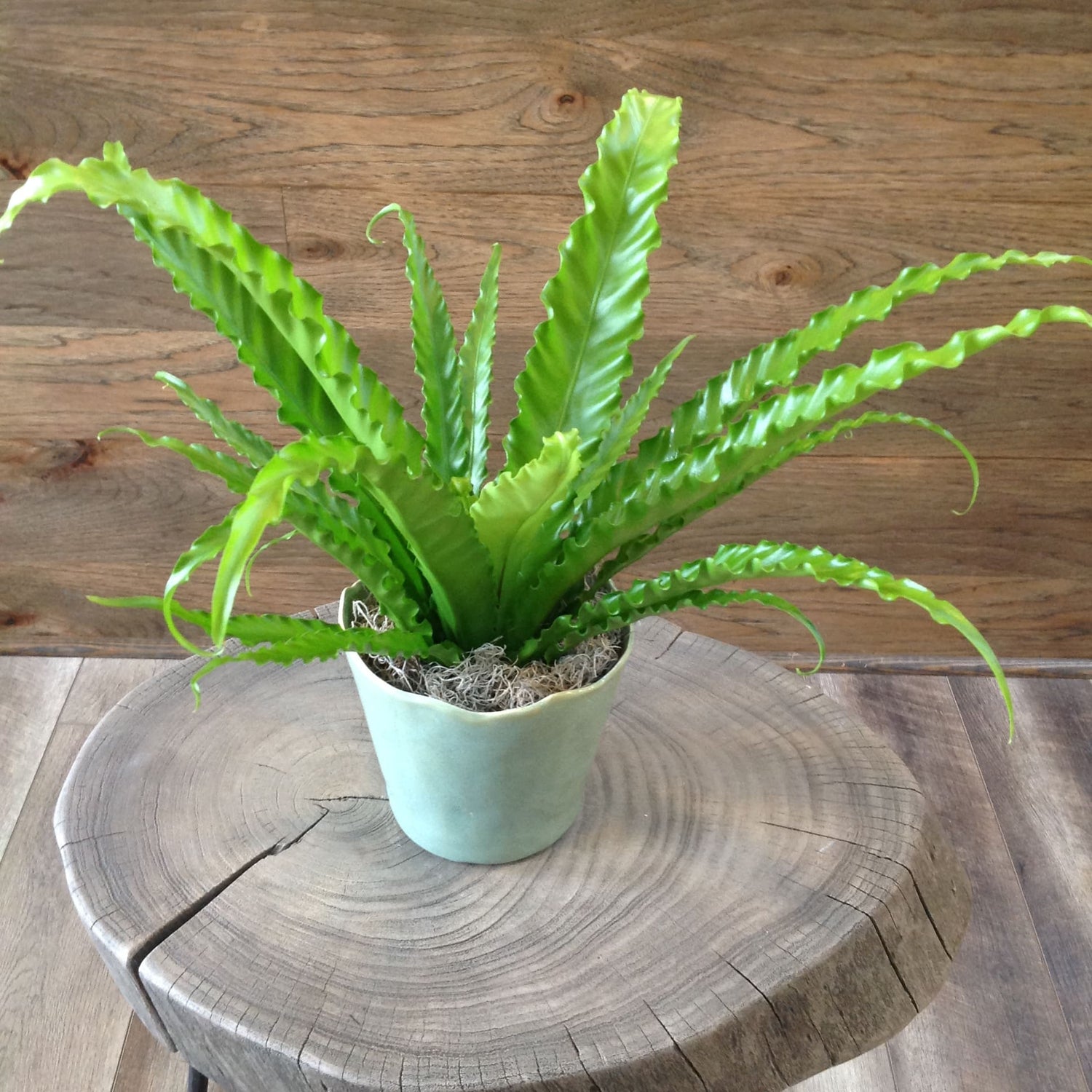 bird's nest fern hanging Japanese Bird's Nest Fern Hanging Basket