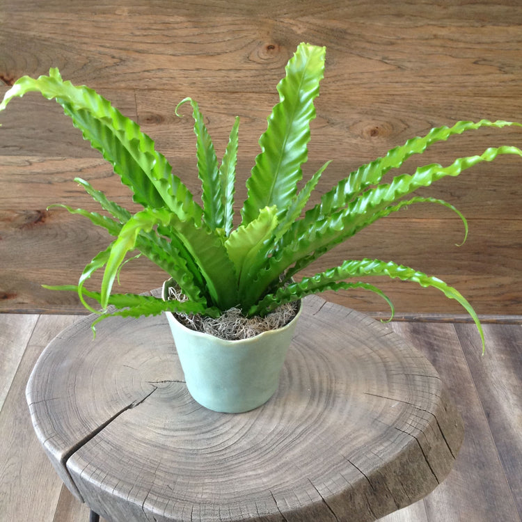 birds nest in hanging fern Japanese Bird's Nest Fern Hanging Basket