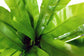 Victoria Japanese Birdsnest Fern - Live Plant in a 4 Inch Pot - Asplenium Nidus (antiquum) &