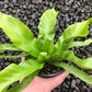 Birds Nest Fern Assortment - 3 Live Plants in 4 Inch Pots - Grower&
